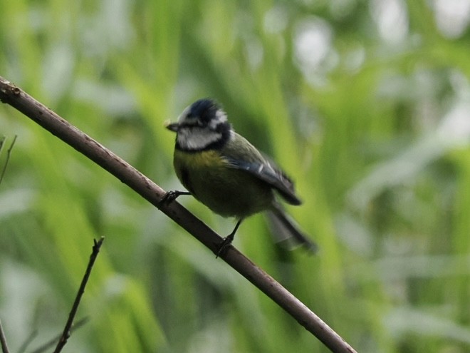 Eurasian Blue Tit - James Tatlow