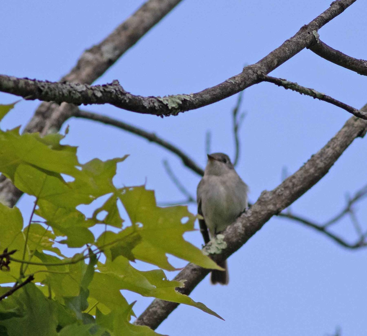 Least Flycatcher - Nick Bolgiano