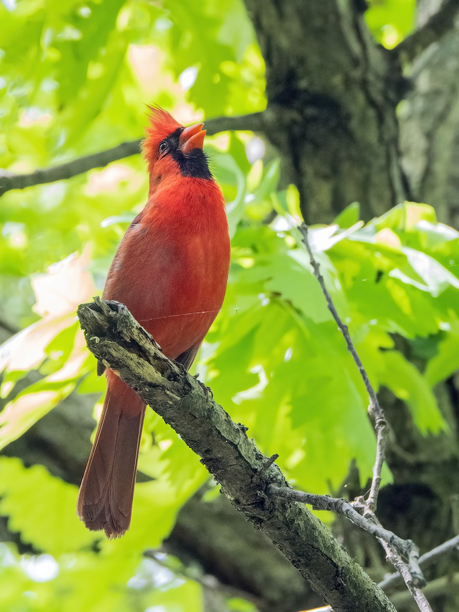 Northern Cardinal - Danielle  A