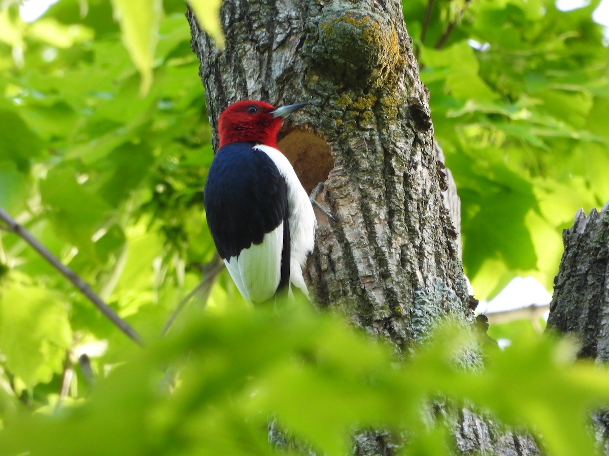 Red-headed Woodpecker - ML619533233