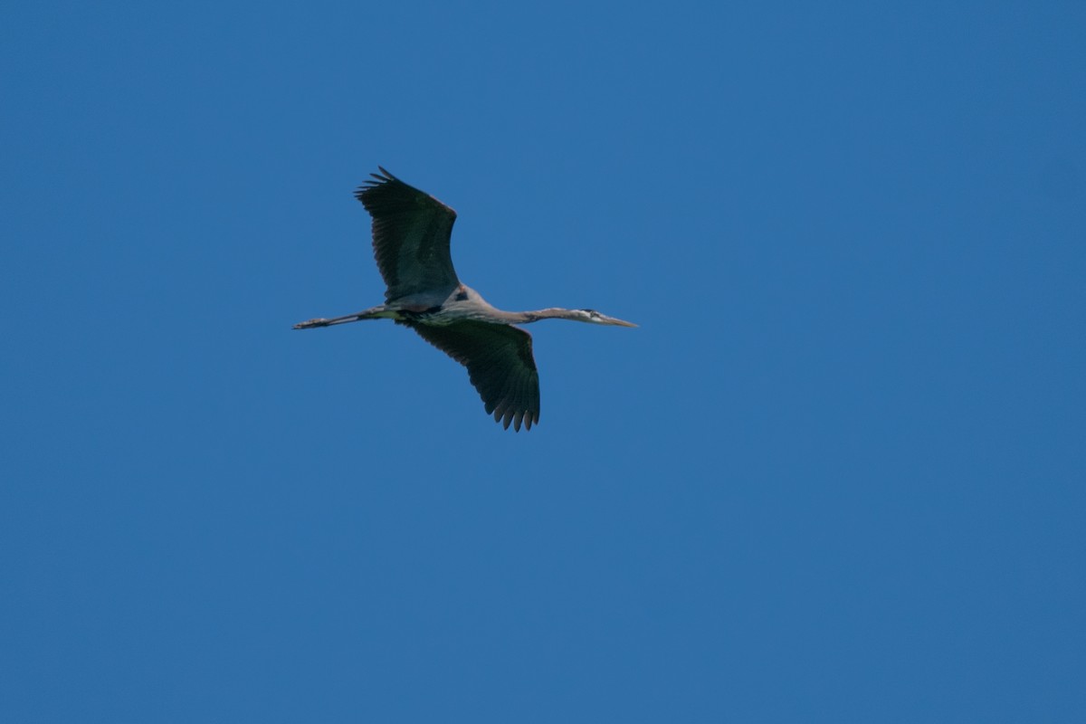 Great Blue Heron - Jeff Katen