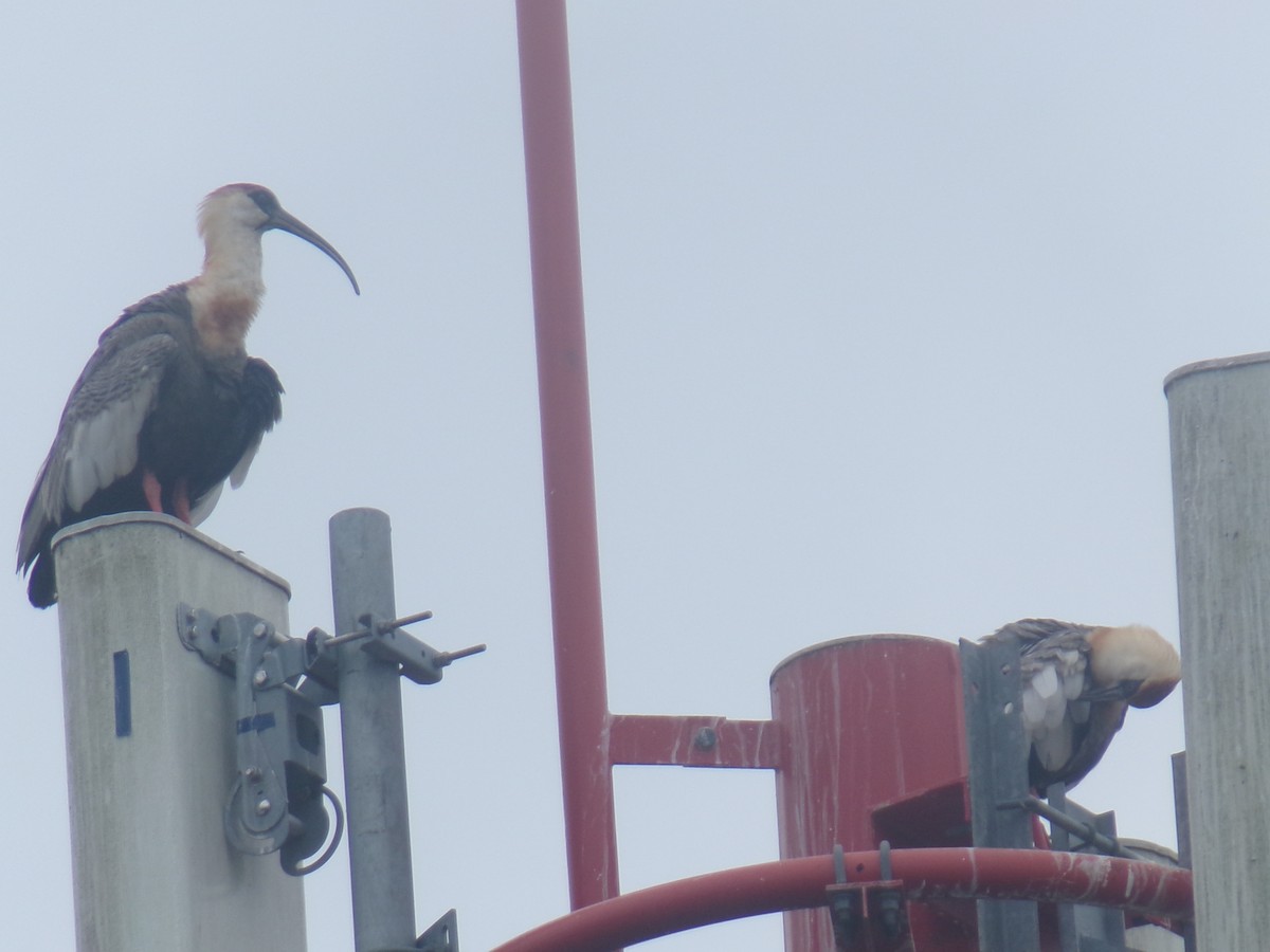 Buff-necked Ibis - Germán Antúnez Tort