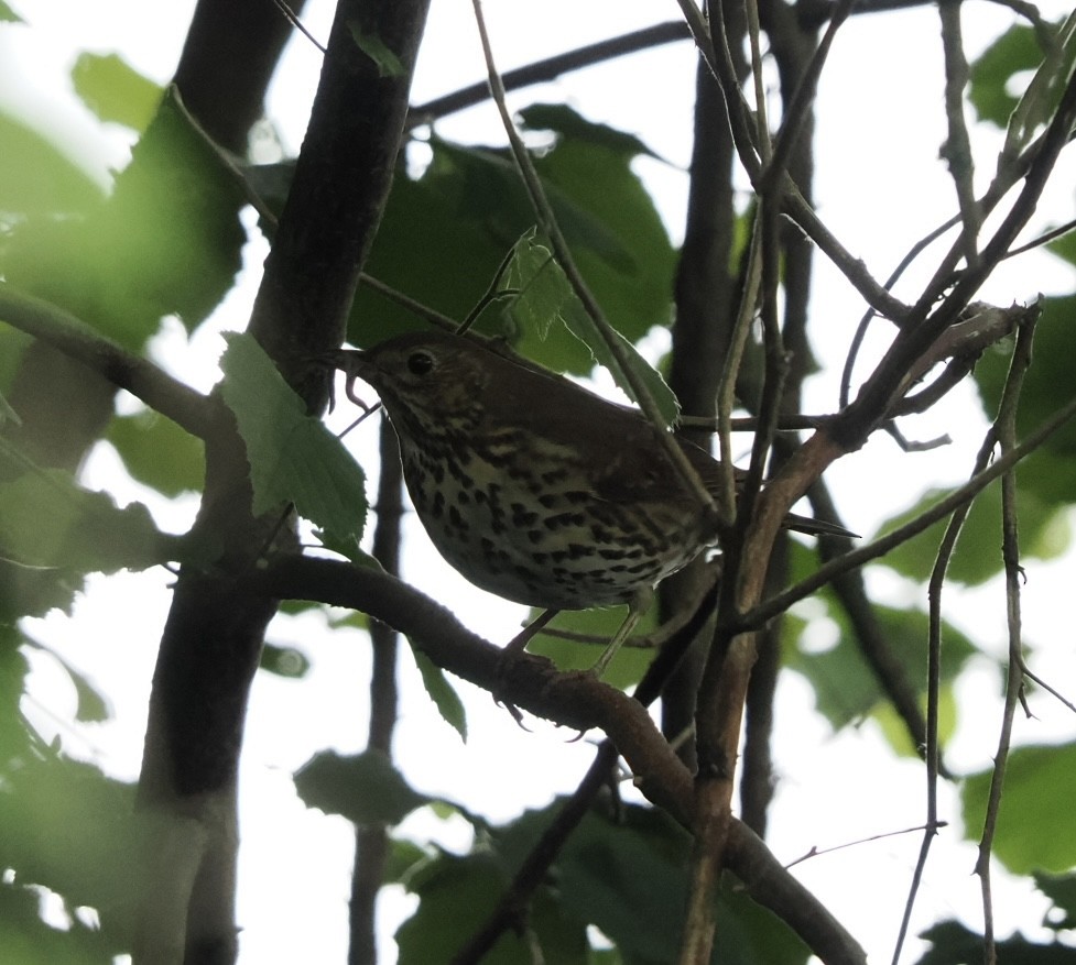 Song Thrush - James Tatlow