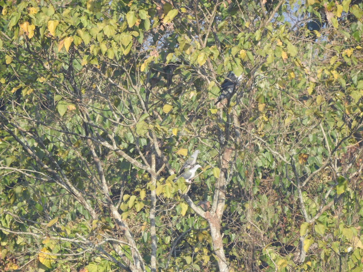 Green Imperial-Pigeon - Selvaganesh K