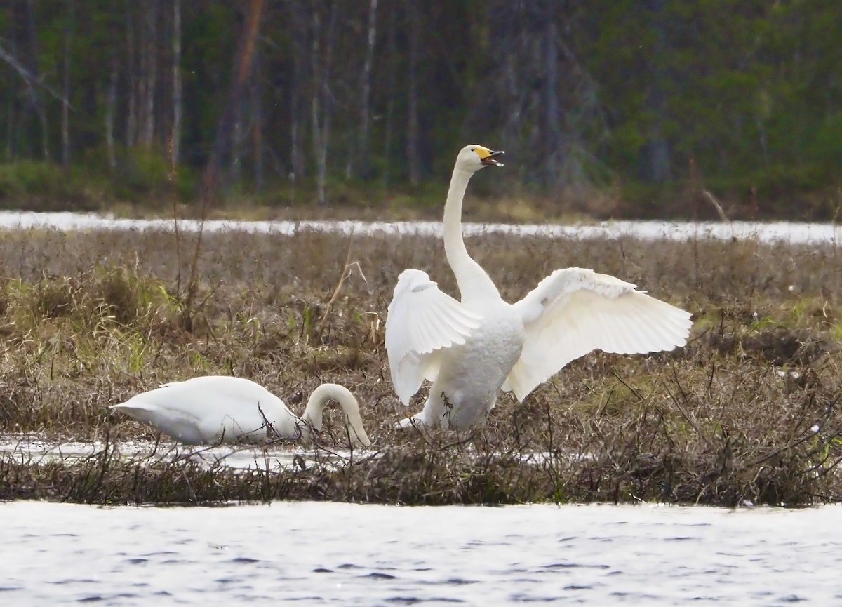 Whooper Swan - Susan Blackford