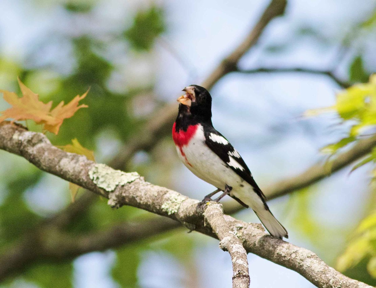 Rose-breasted Grosbeak - Nick Bolgiano