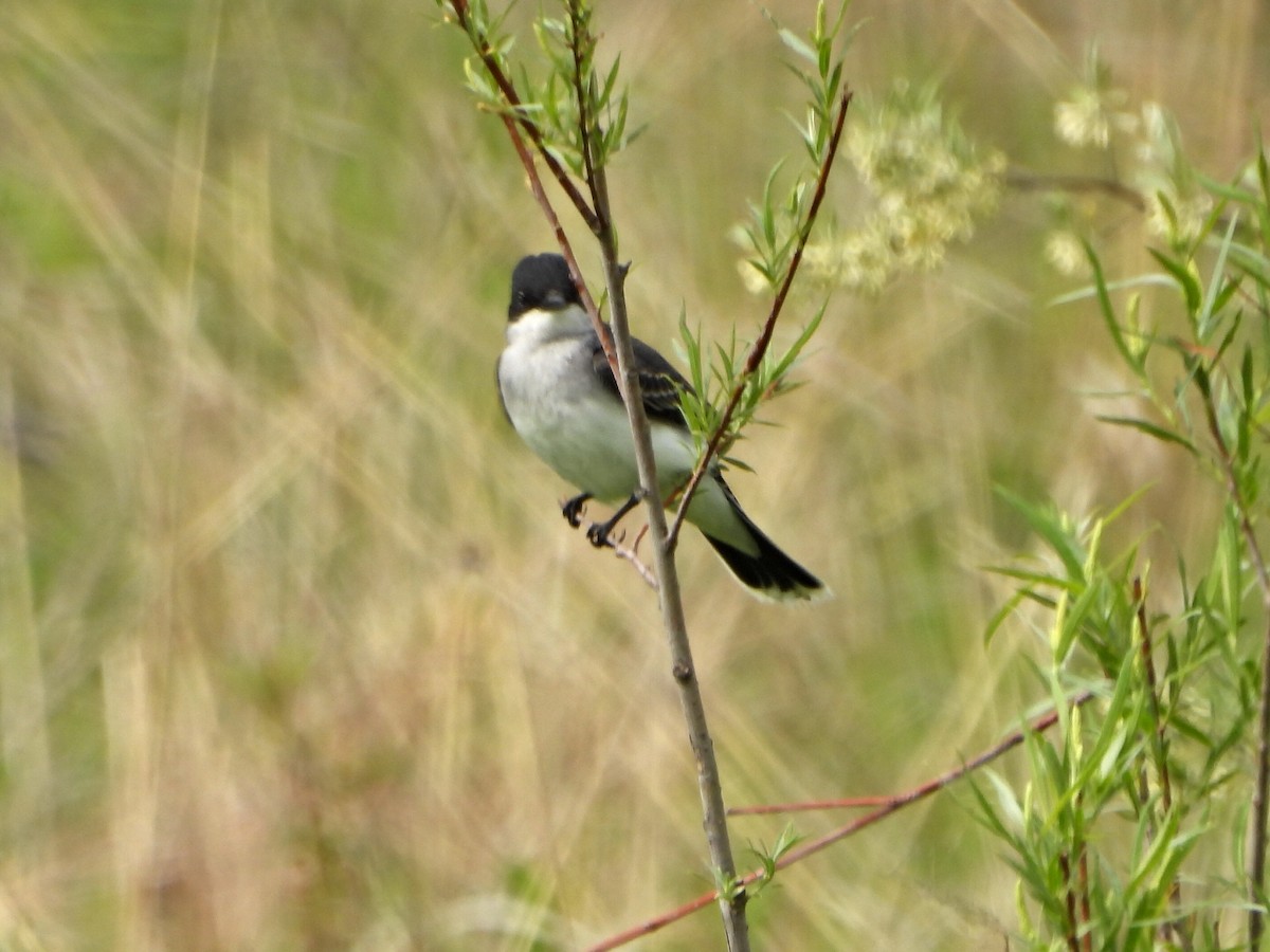 Eastern Kingbird - Bonnie Lunde