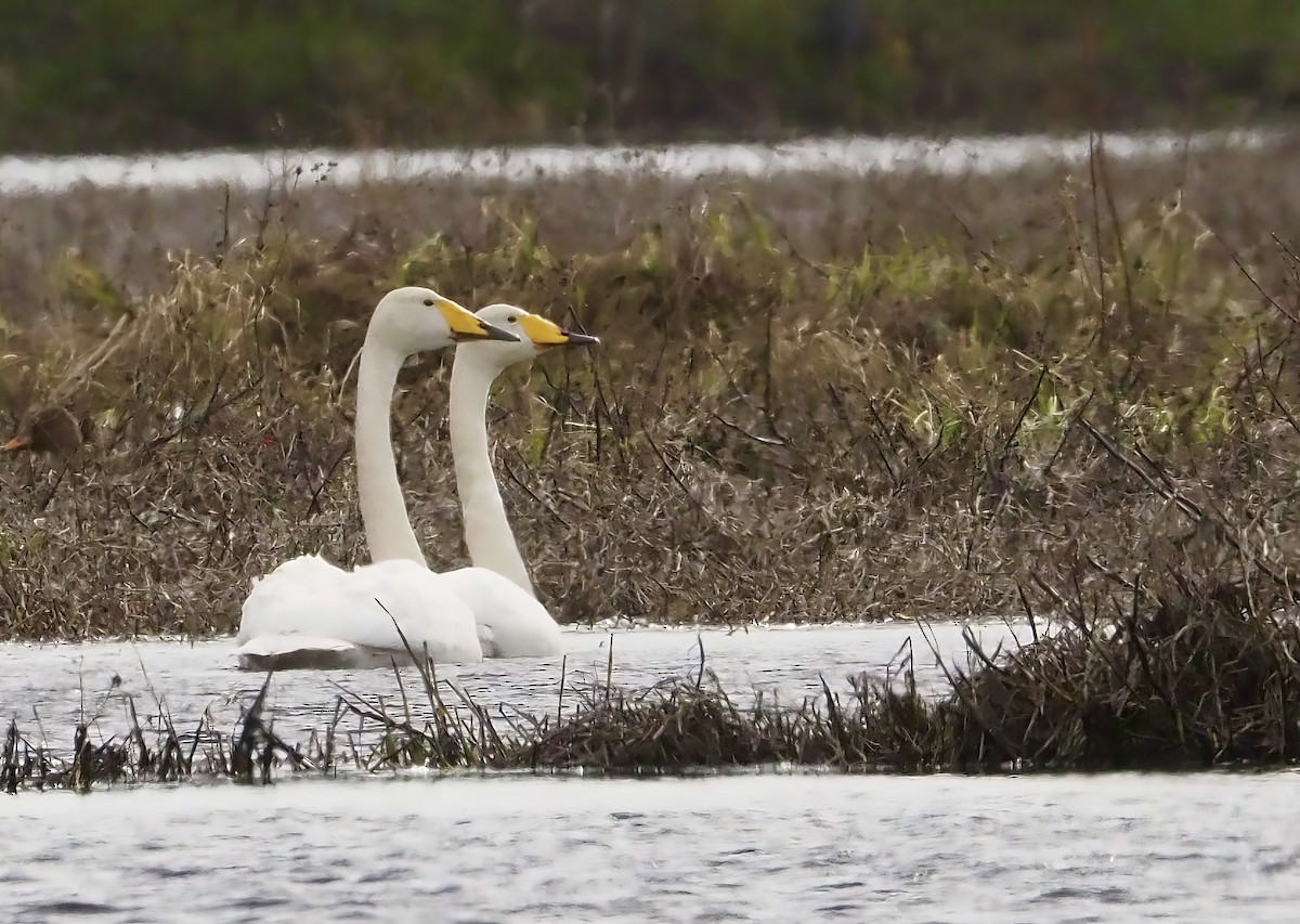 Whooper Swan - Susan Blackford