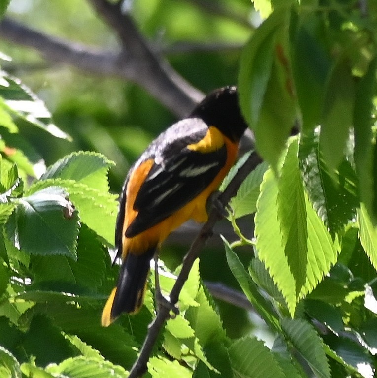 Baltimore Oriole - Steve Davis