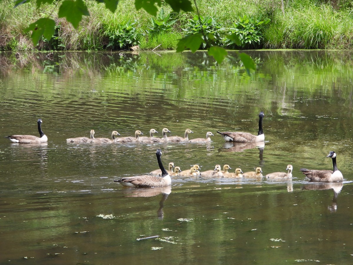 Canada Goose - Mike Cianciosi