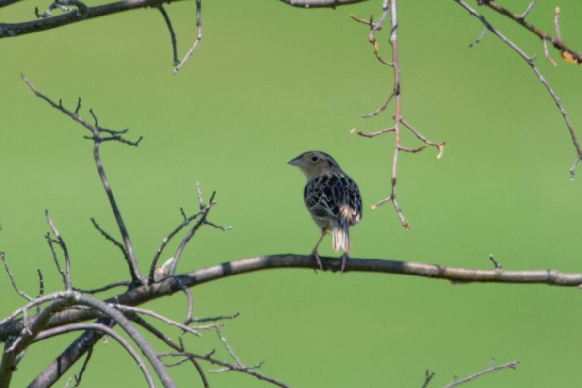 Grasshopper Sparrow - Jeff Katen