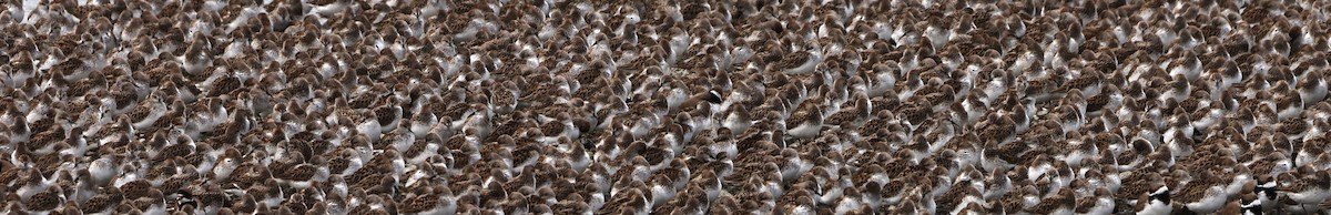 Semipalmated Sandpiper - ML619533270