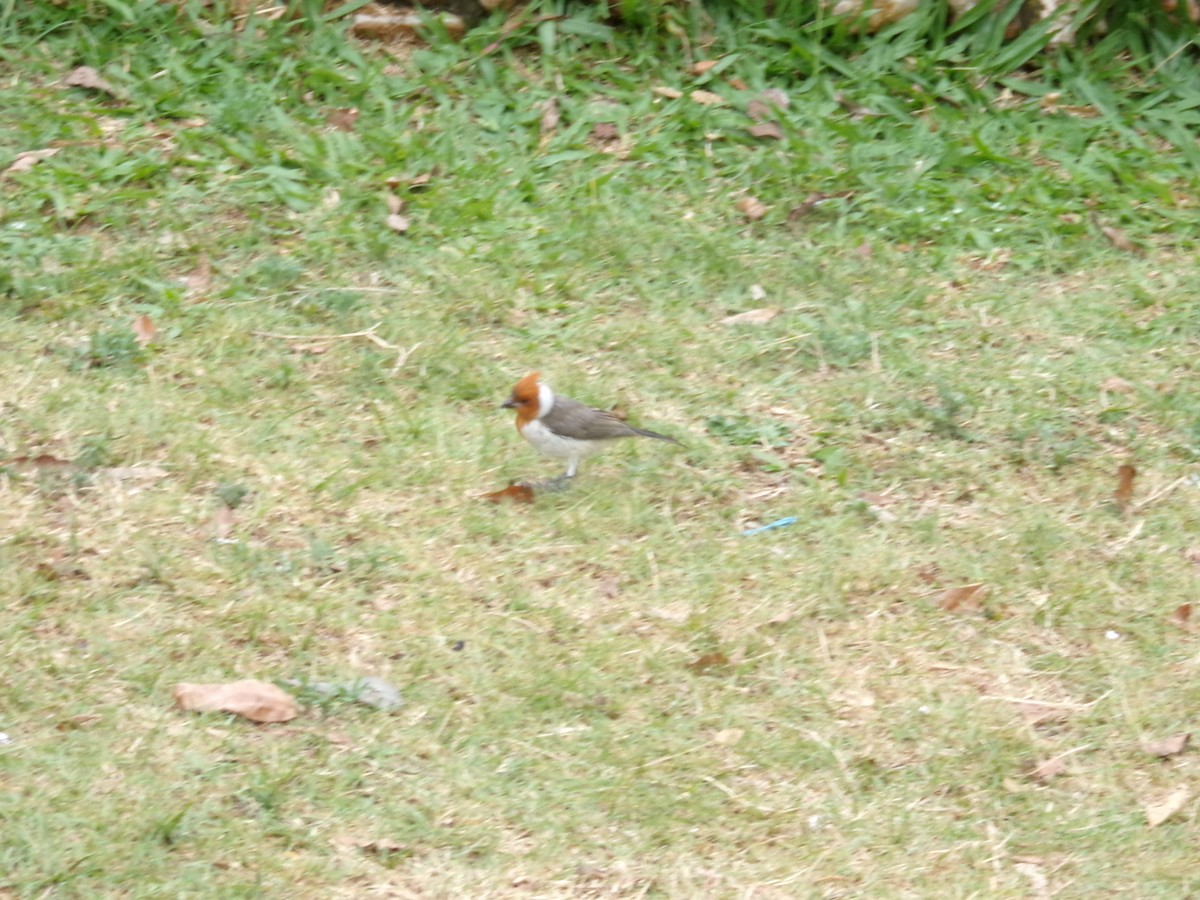 Red-crested Cardinal - Germán Antúnez Tort