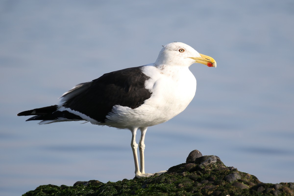 Kelp Gull - ML619533273