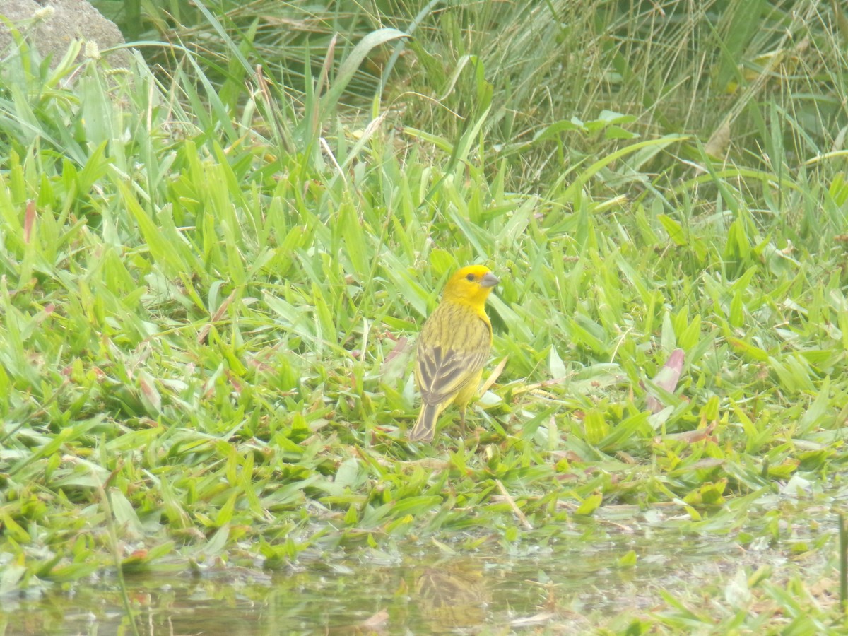 Saffron Finch - ML619533277