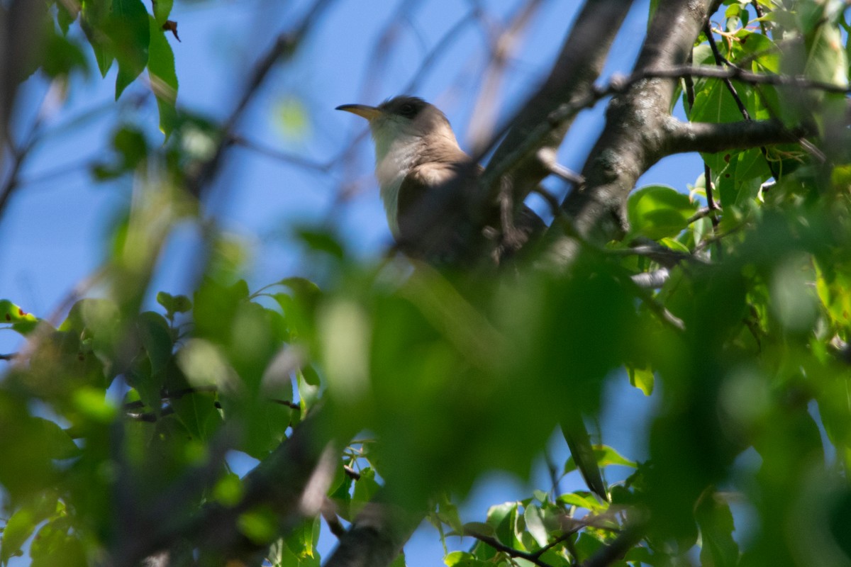 Yellow-billed Cuckoo - Jeff Katen