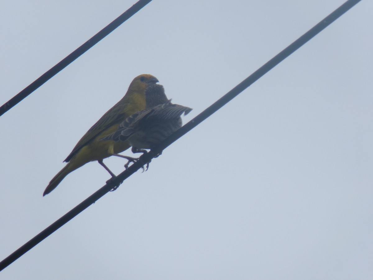 Saffron Finch - ML619533285