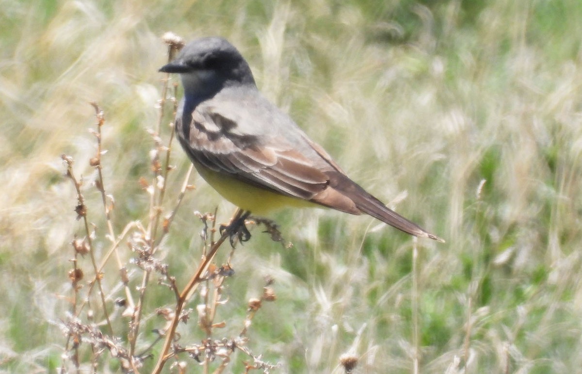 Cassin's Kingbird - Joseph Cepeda