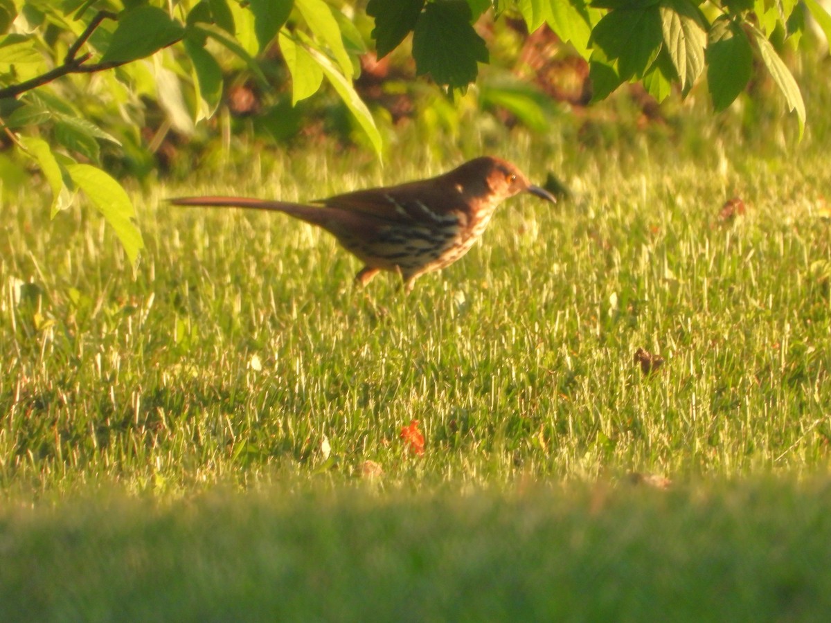 Brown Thrasher - valerie pelchat