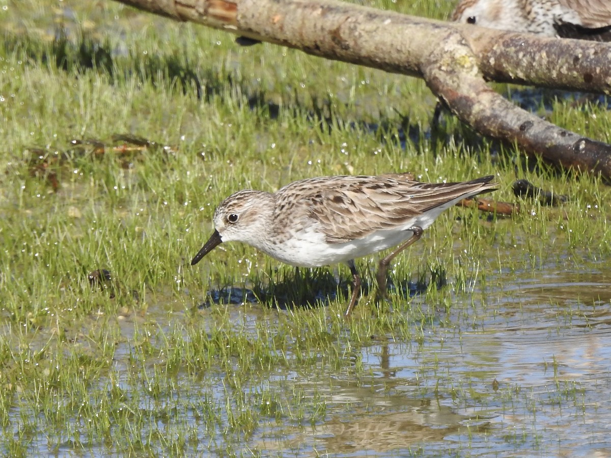 Semipalmated Sandpiper - Noam Markus