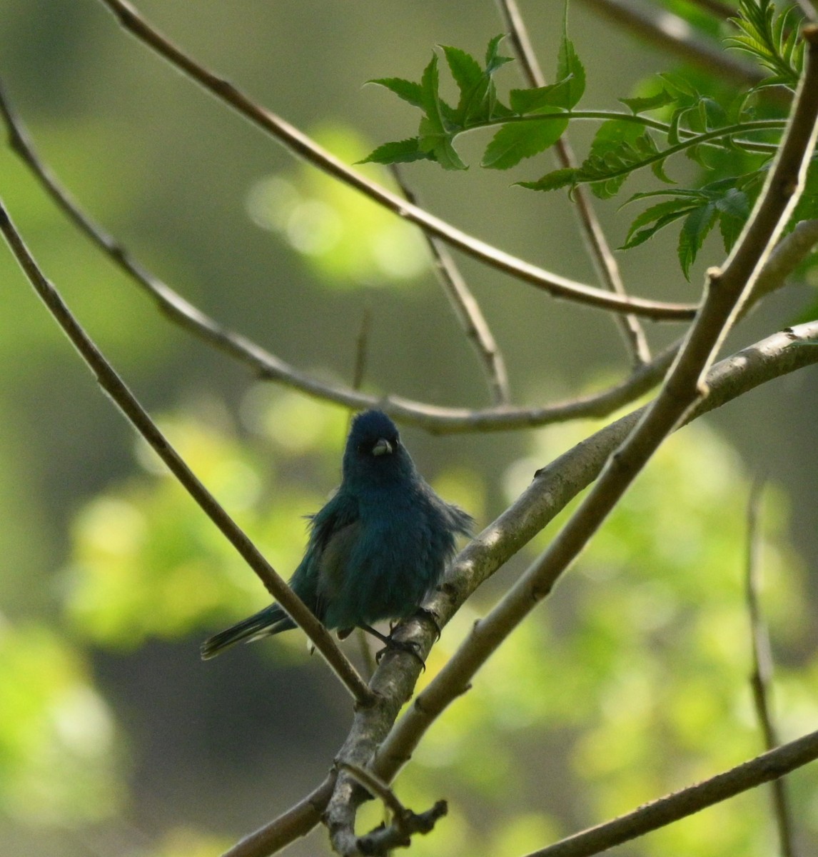 Indigo Bunting - Diana Szkarlat