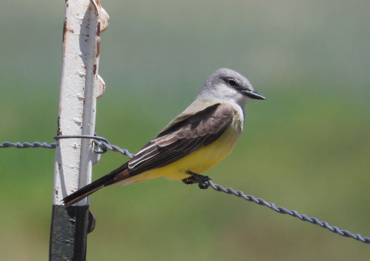 Western Kingbird - Joseph Cepeda