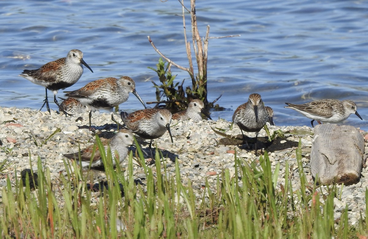 Dunlin - Noam Markus