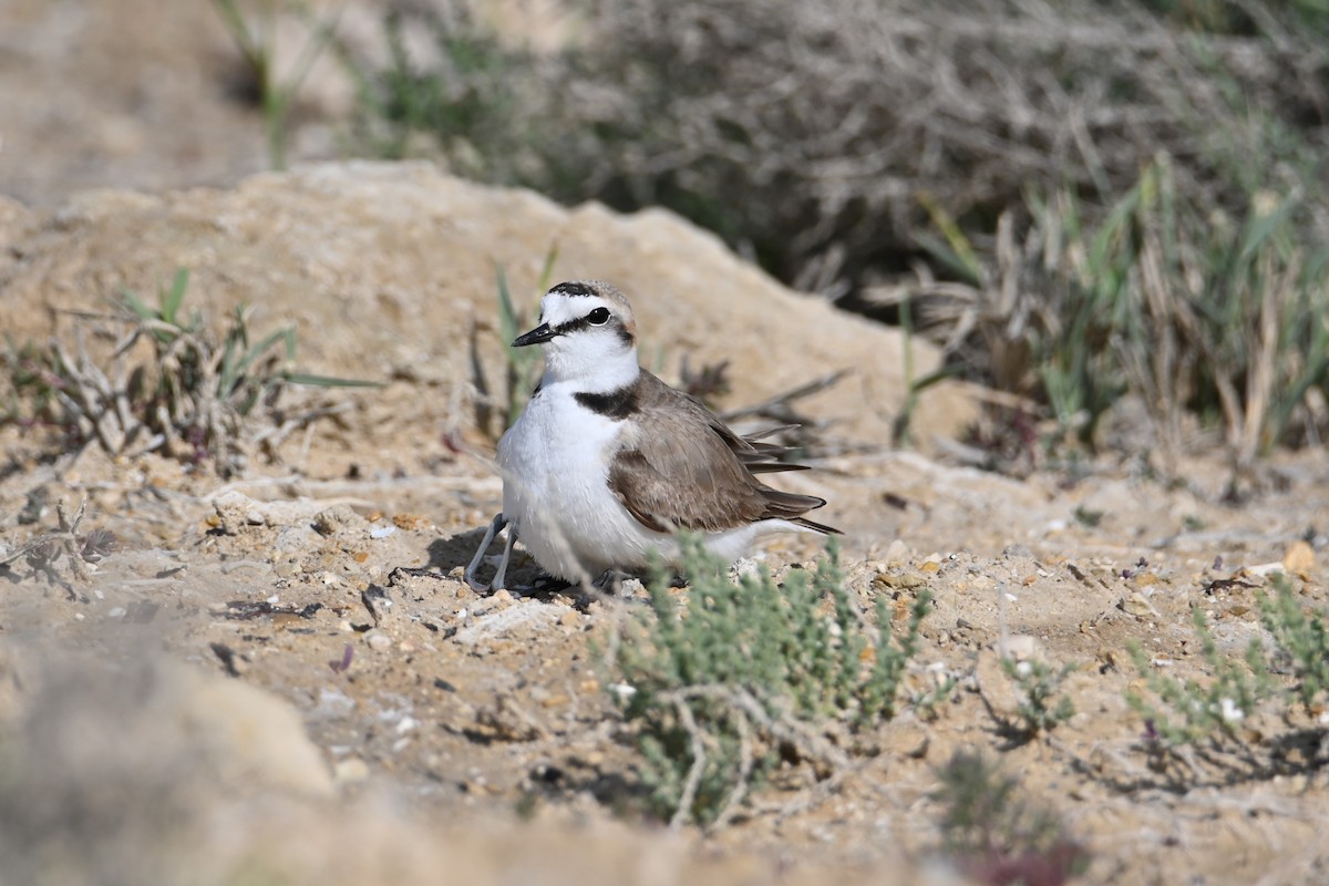 Kentish Plover - Kenzhegul Qanatbek