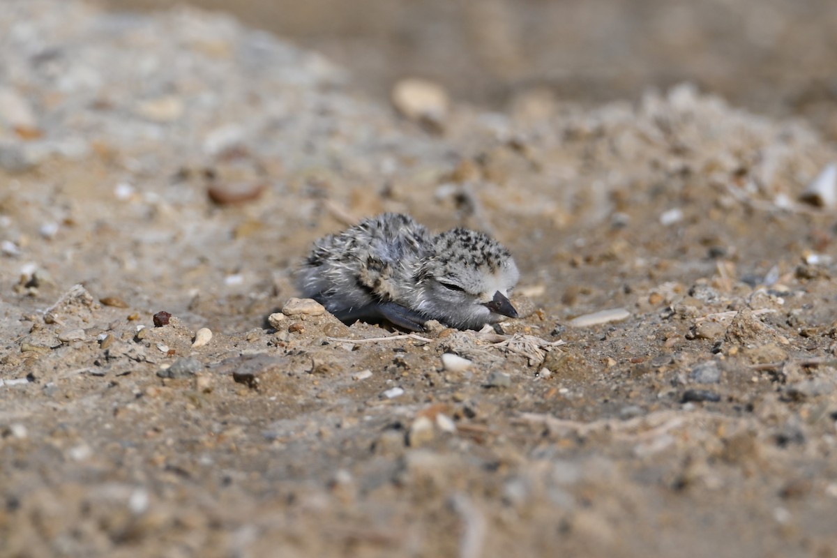 Kentish Plover - Kenzhegul Qanatbek