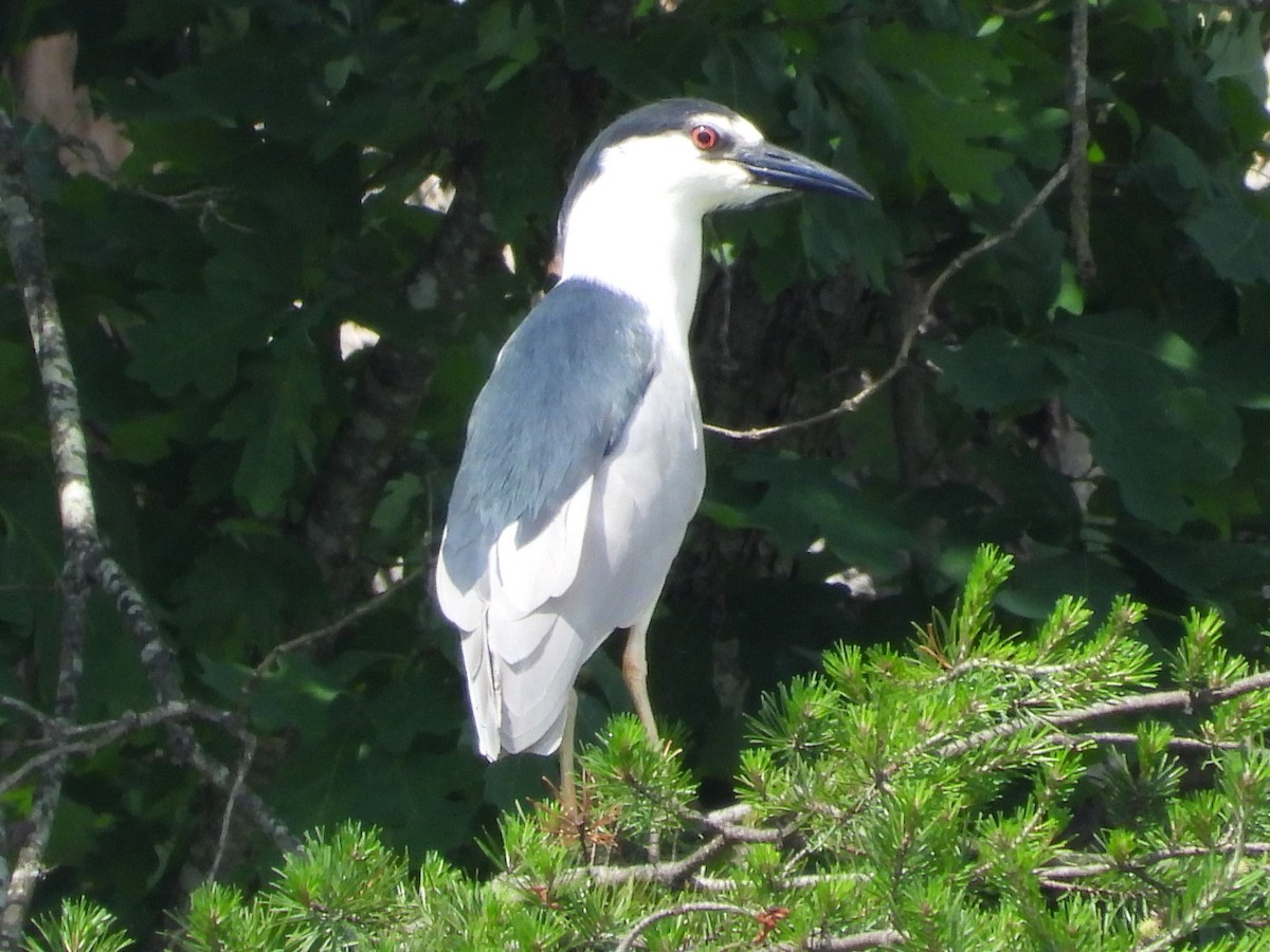 Black-crowned Night Heron - Mike Cianciosi