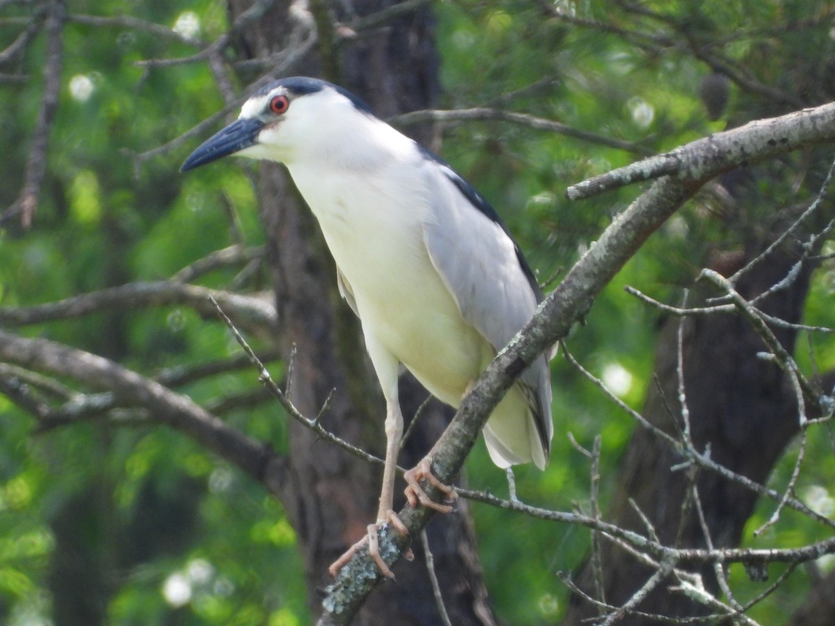 Black-crowned Night Heron - Mike Cianciosi