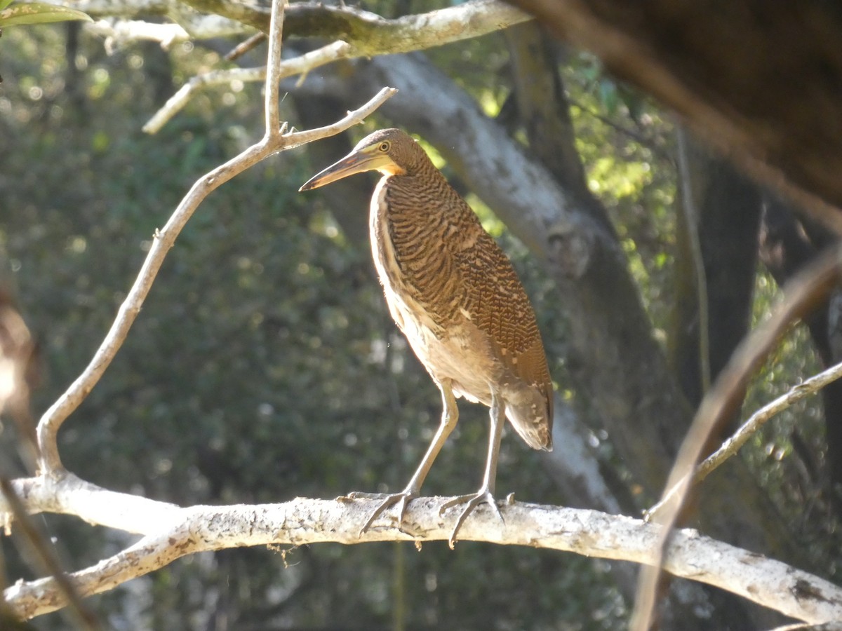 Bare-throated Tiger-Heron - Cathryn Pritchard