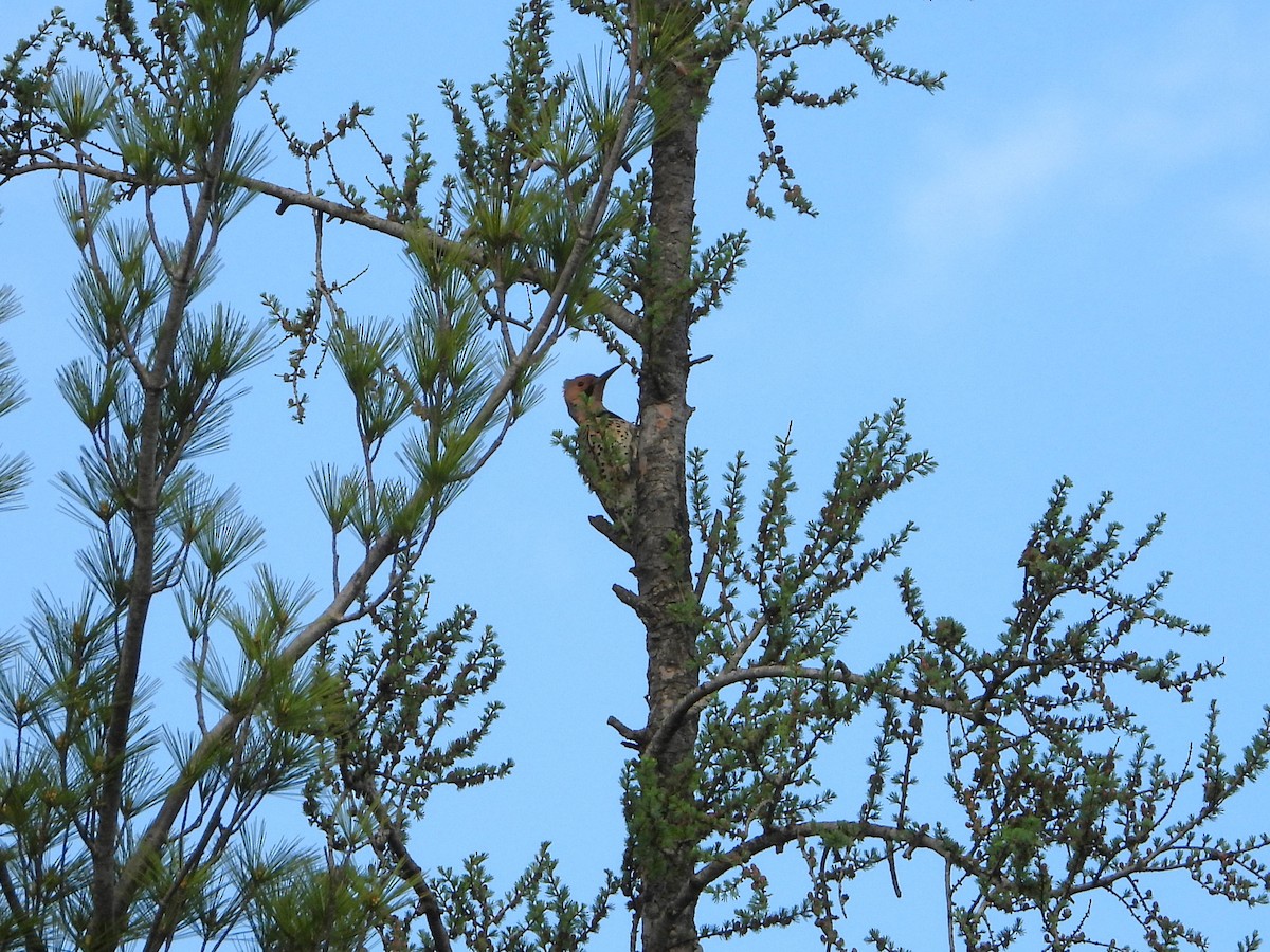 Northern Flicker - valerie pelchat