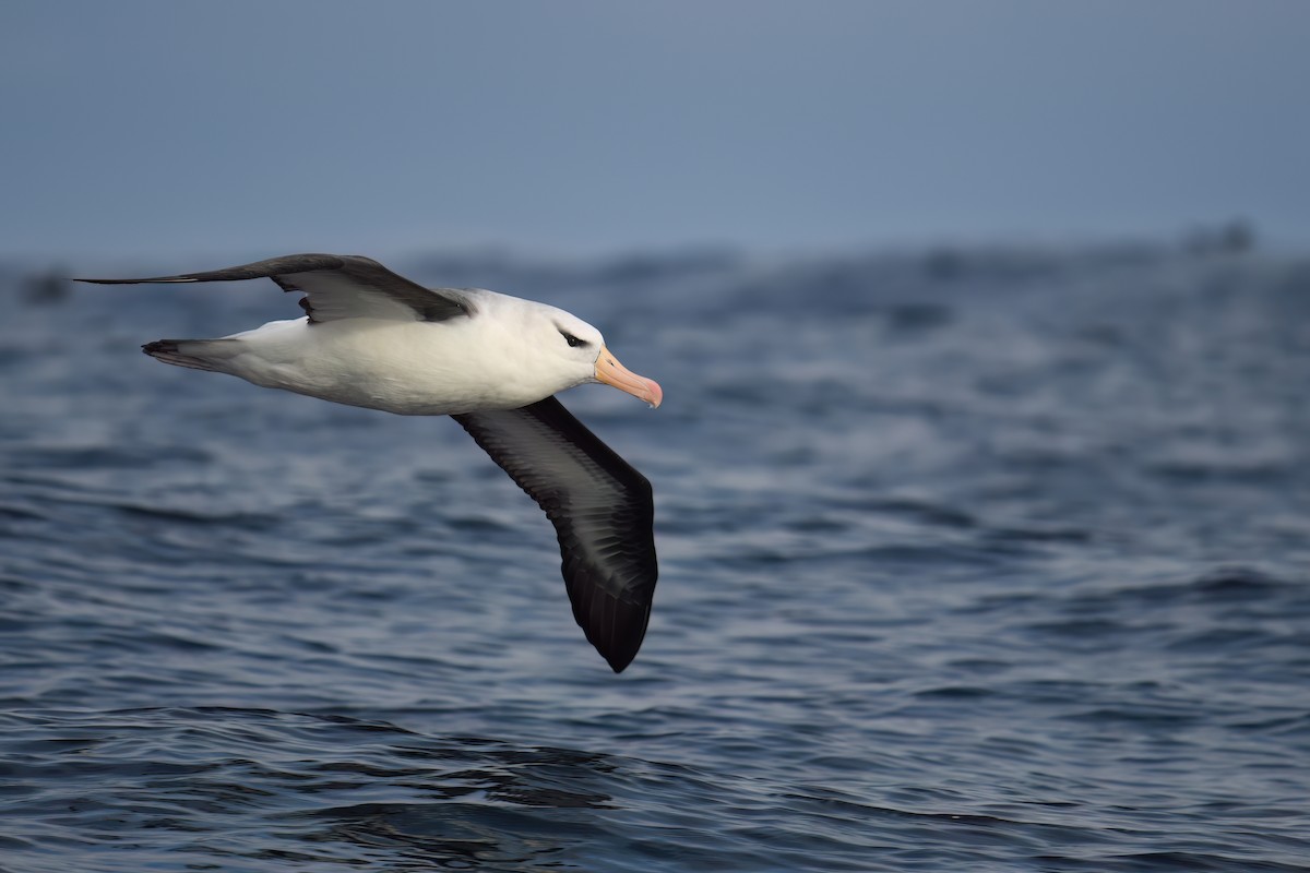 Black-browed Albatross - Regard Van Dyk