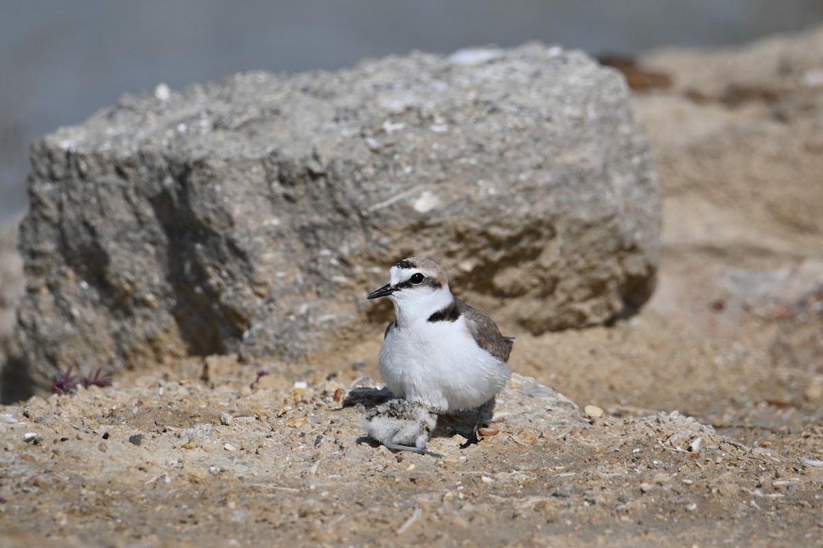 Kentish Plover - Kenzhegul Qanatbek