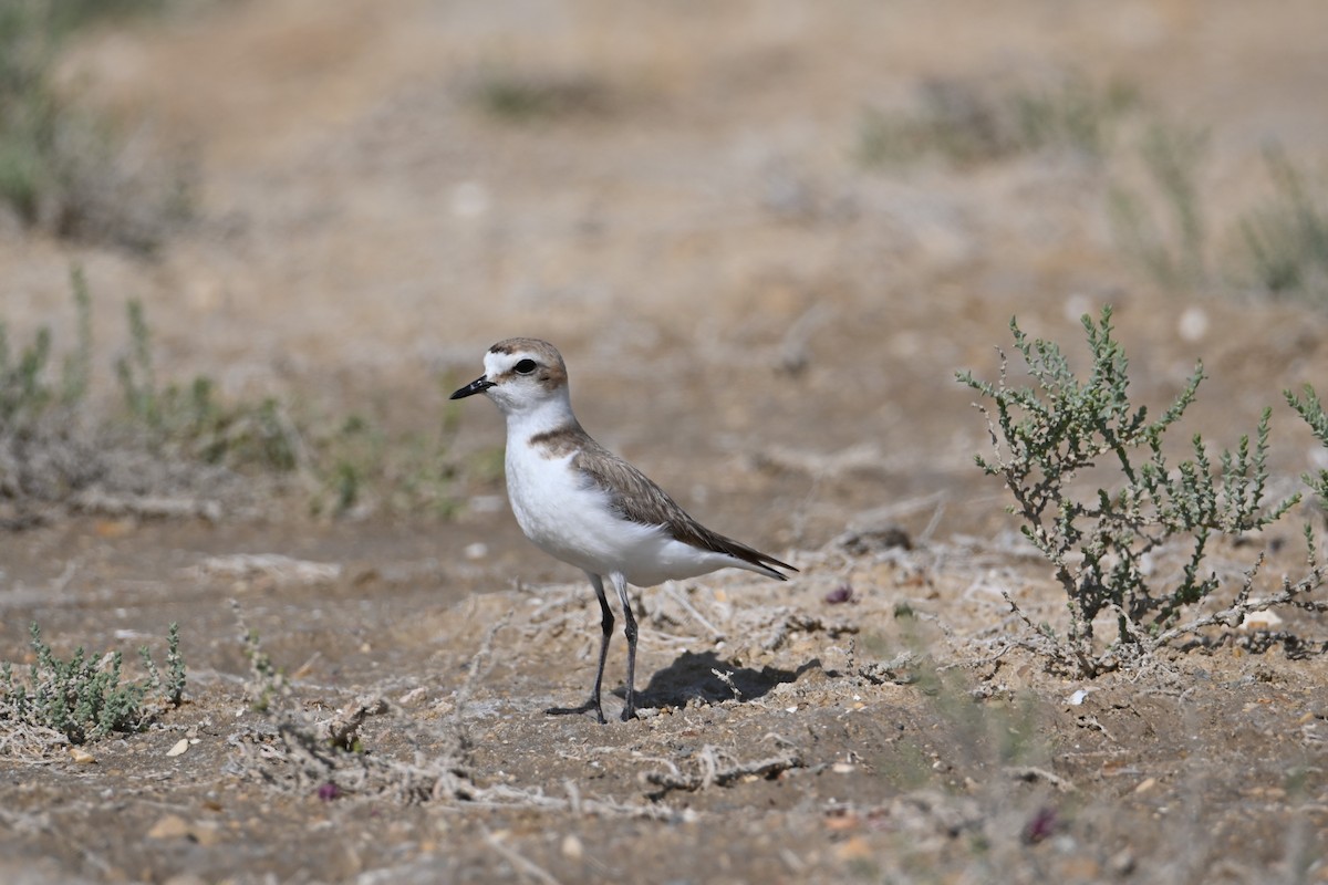 Kentish Plover - Kenzhegul Qanatbek