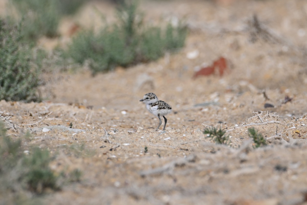 Kentish Plover - Kenzhegul Qanatbek