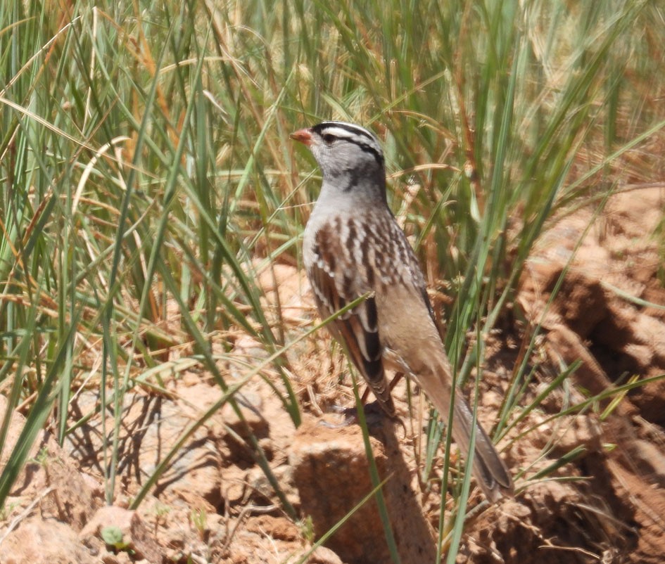 White-crowned Sparrow - Joseph Cepeda