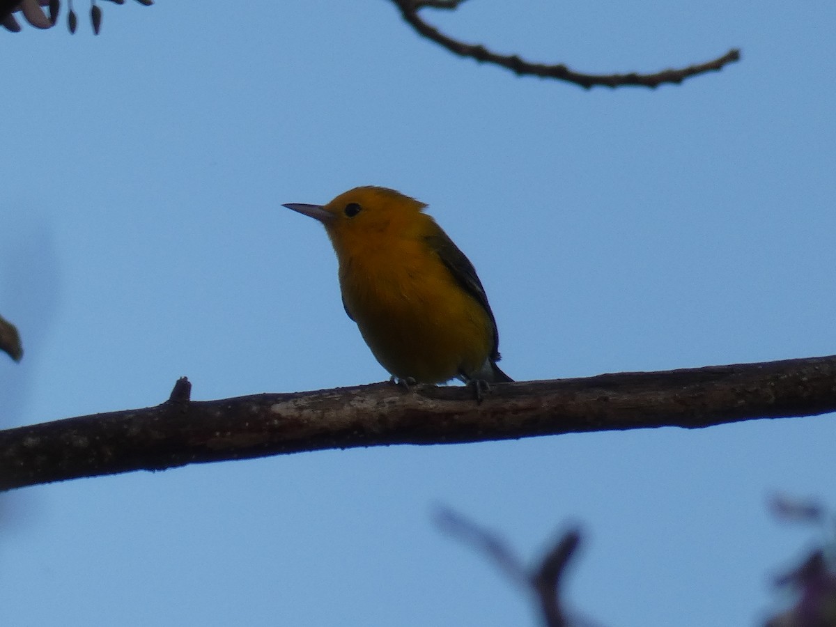 Prothonotary Warbler - Cathryn Pritchard