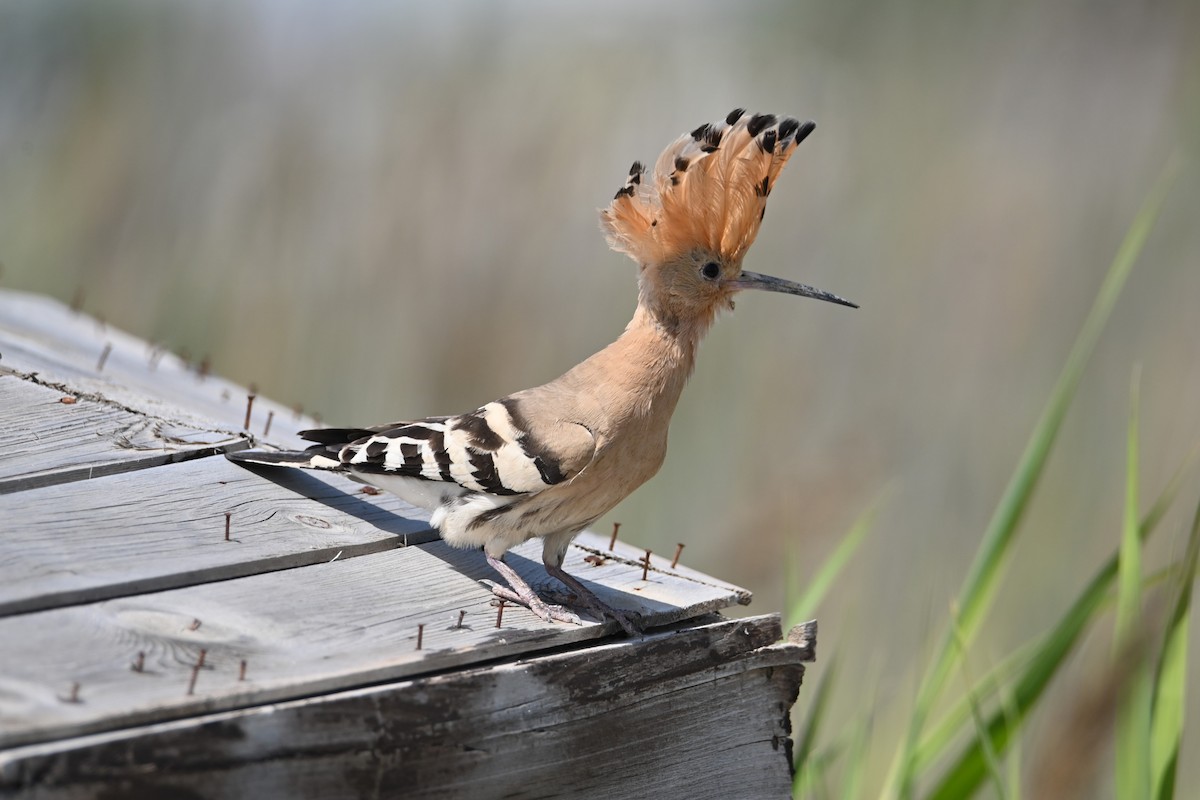 Eurasian Hoopoe - Kenzhegul Qanatbek