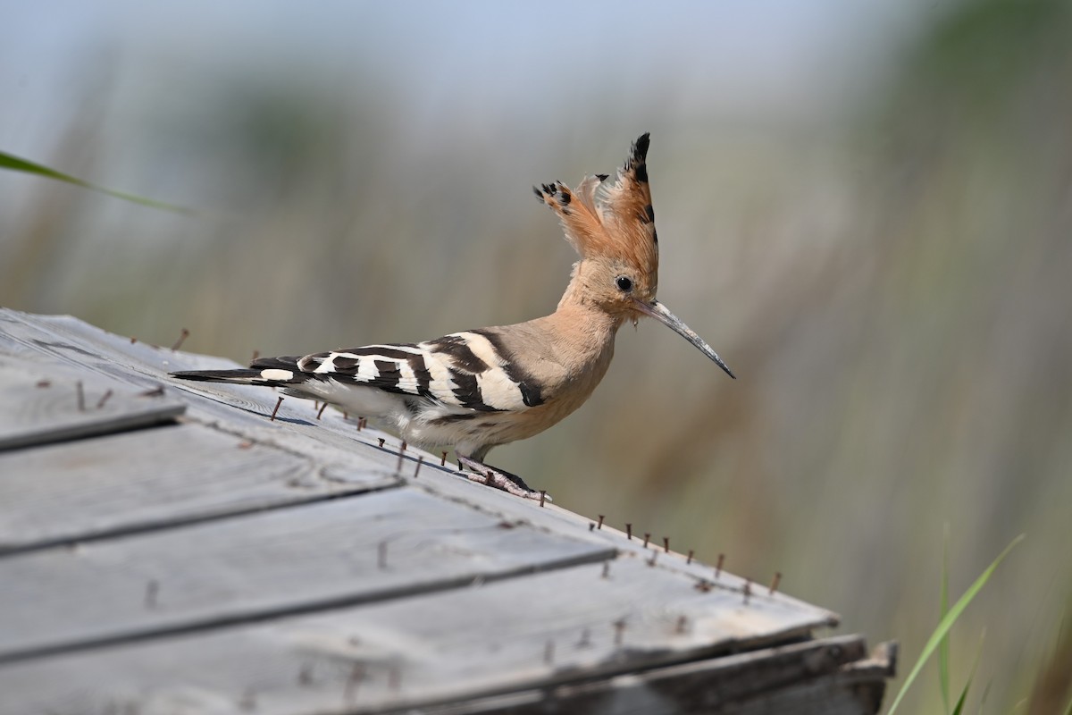 Eurasian Hoopoe - Kenzhegul Qanatbek