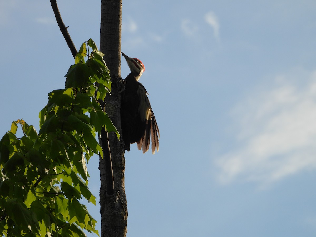 Pileated Woodpecker - valerie pelchat