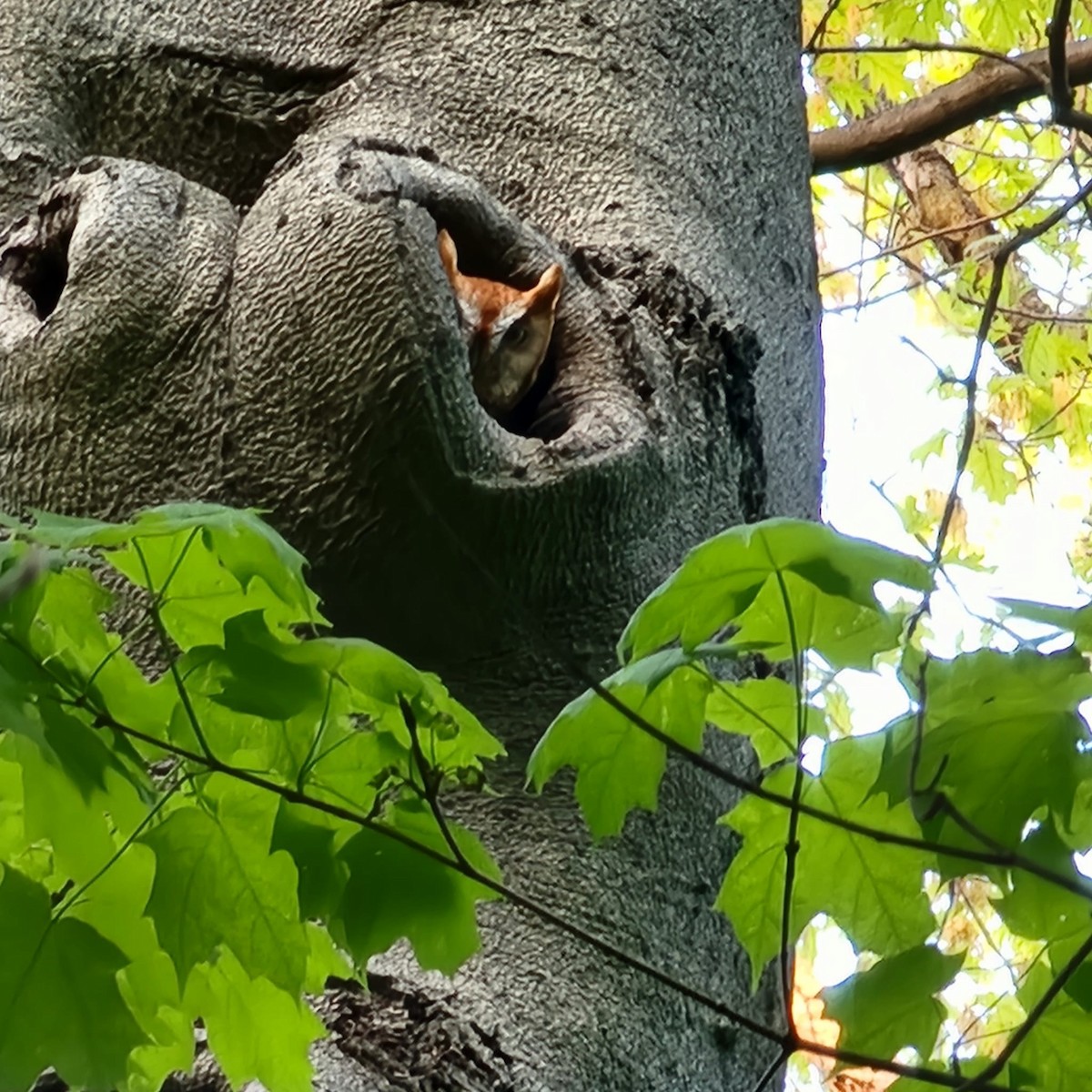 Eastern Screech-Owl - Tracy Bernhardt