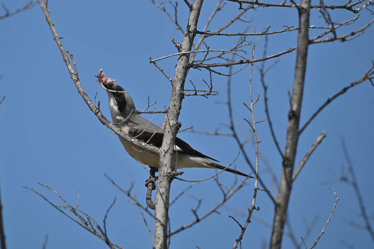 Lesser Gray Shrike - Kenzhegul Qanatbek