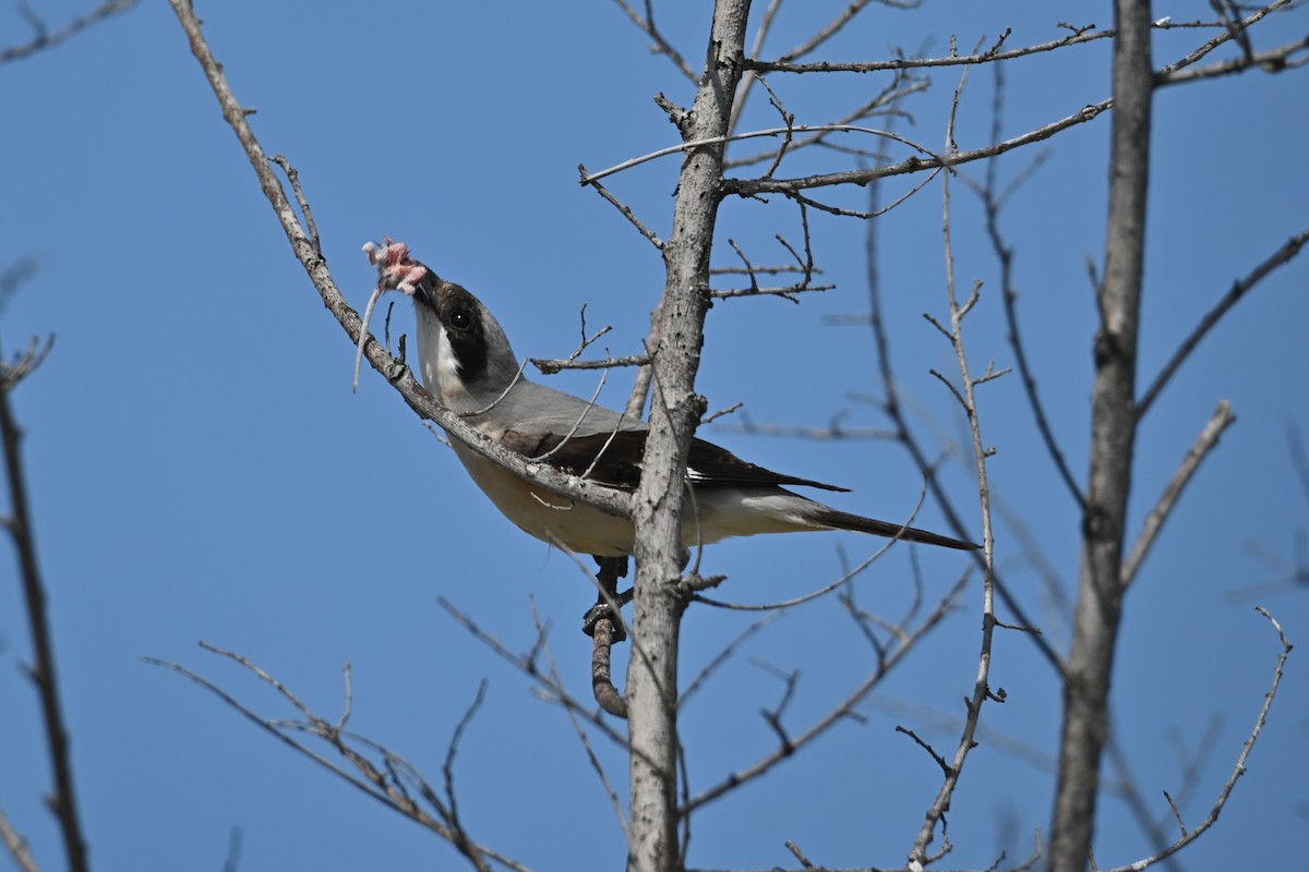 Lesser Gray Shrike - Kenzhegul Qanatbek