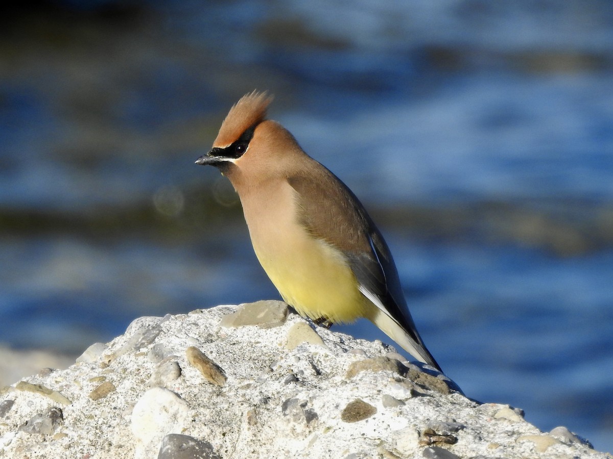 Cedar Waxwing - Noam Markus