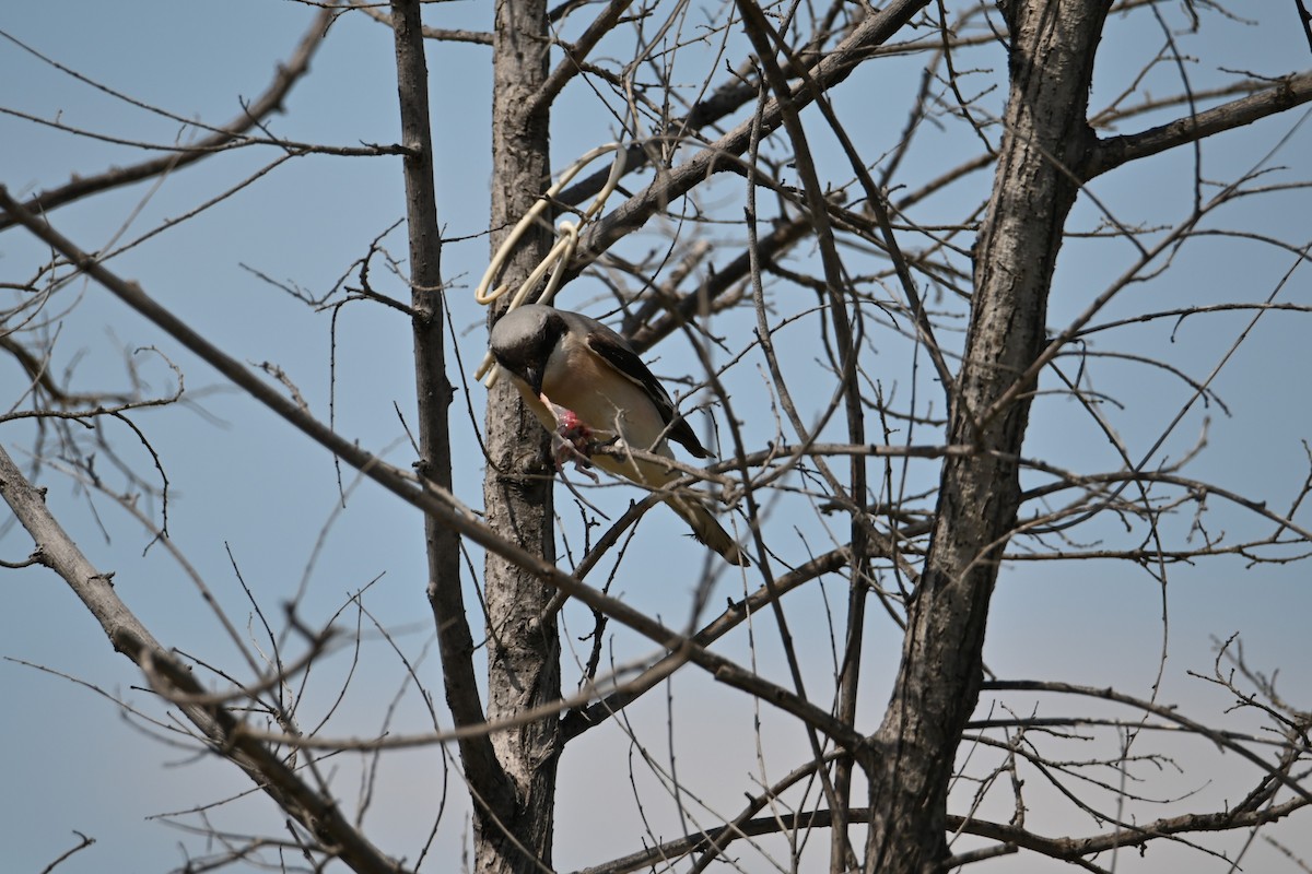 Lesser Gray Shrike - Kenzhegul Qanatbek