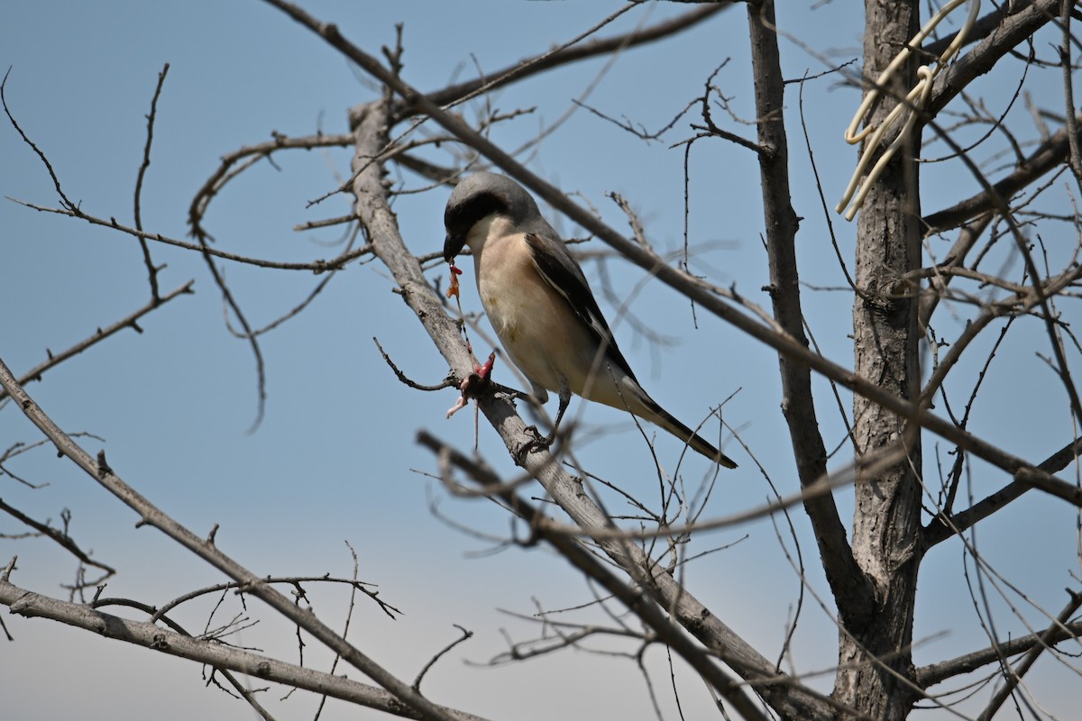 Lesser Gray Shrike - Kenzhegul Qanatbek