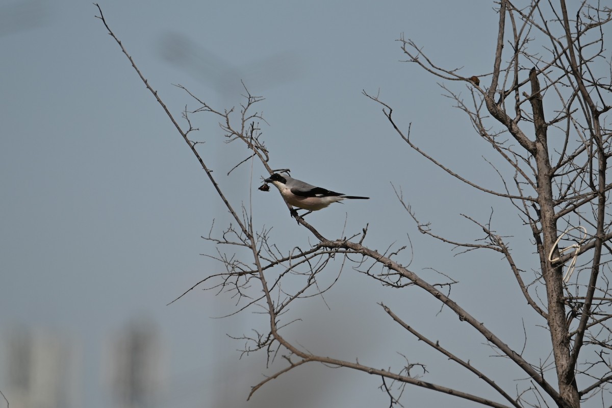 Lesser Gray Shrike - Kenzhegul Qanatbek