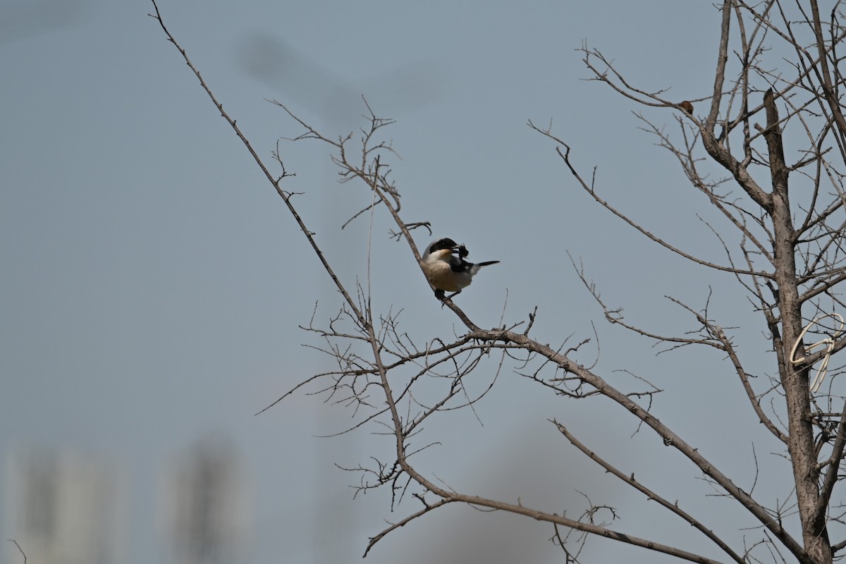 Lesser Gray Shrike - Kenzhegul Qanatbek